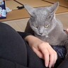 撫でられている猫が突然ガンを飛ばしだして…独特すぎる『愛情表現』が2万6000再生「目つき最高」「顔つきいかつすぎて草」「反抗期かな？」