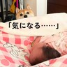 赤ちゃんが家にやってきた結果、犬が…戸惑いながらも仲良くなる『尊い光景』が19万再生「気になりすぎｗ」「困っちゃうの可愛い」と絶賛