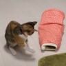 猫が『トンネル型のおもちゃ』の虜になった結果…大興奮ではしゃぐ姿に癒やされる人続出「超お気に入りですね」「ズサーッが可愛い」