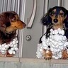2匹の犬が『なぜか雪まみれになっている』と思ったら…納得せざるを得ない『かわいい原因』が159万再生「雪だるまで草」「楽しそう」と絶賛