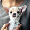 愛犬の『痩せすぎ』には要注意　危険なサインと自宅で簡単にできるセルフチェック法をご紹介