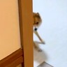 『なんの音だろう…？』物音がしたので見に行ってみた結果→あまりにも愛おしい光景が10万再生「犬の遊ぼうポーズ可愛すぎるｗ」と絶賛の声