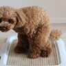 犬が『トイレを覚える』ためのコツ4つ　
