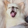 『５年間、犬と同じ布団で寝たら…』まるで人間の子どものような"微笑ましすぎる光景"が97万再生「気持ちいいよねｗ」「わかりみが深い笑」