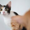 猫脳が引き金に！？猫が『パニック』に陥りやすい２つの理由と対処法