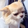 『犬とお揃いの服』を買ったので、ペアルックで写真を撮った結果…想定外だった『まさかの反応』に1万いいね「申し訳ないけど笑ったｗ」と爆笑