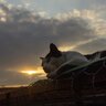 猫は実は『夜行性』じゃなかった！猫の『活動時間』にまつわる豆知識3選