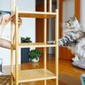 猫のために頑張りたい『DIYアイデア』4選！リーズナブル＆カスタム自由…メリットや注意点も