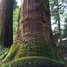 西中国山地の巨木と紅葉をバスで訪ねる　樹木医と11月18日に「やまぐち緑の回廊ツアー」