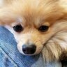 多頭飼いに向かない犬の特徴5選　問題があるかどうかを判断する方法はあるの？