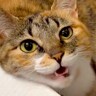 猫のことが大好きすぎる犬→お顔をパクリと食べてしまい…？衝撃的な『愛情表現』が55万表示「丸ごと食べちゃうの笑った」「私もするｗ」の声