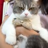 犬派の女の子が『初めて猫に触れた』結果…まさかの変化が可愛すぎると6万1000再生「癒やされた」「素敵な一日になったね」