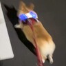 散歩中に雷が鳴った結果、犬が…想像以上の『防衛本能を発揮する光景』が88万再生「もはや爆走ｗ」「大慌てで可愛い」と爆笑の声続々