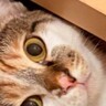 階段の角にある『三角形のスペース』を見たら、猫が…思わず笑みがこぼれる光景が9万表示「めっちゃ良い」「にゃんデレラフィット」