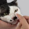 猫が『涙を流している』ときに疑うべき5つの病気　猫は悲しくて泣くことはない