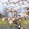 上越市の高田城址公園の桜が待望の開花宣言　昨年より11日遅く