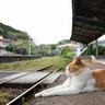 「鉄道猫に会いたい！」外国からも訪ねる人々が後を絶たないセレブ猫　英国