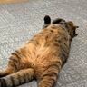 運動不足で『わがままボディになってしまった兄猫』に妹猫が……まさかの展開に驚愕する人続出「天才で笑った」「凄いのを覚えたね」と絶賛