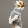 犬の洋服は本当に必要？着せるべき環境や状況、やってはいけないNG行為を徹底解説