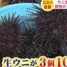 うに3個1,000円！石狩湾漁港「朝市」ムラサキウニびっちり！産直野菜も激安おいしい
