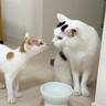 新入り子猫がお家にやってきて6日目…先住猫と交わした『可愛すぎる挨拶』が9万8000再生「コミュ力高いｗ」「大物すぎて草」の声