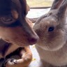 犬とウサギが一緒に暮らした結果…信じられないくらい『尊い光景』が27万再生の反響「仲良しなの可愛すぎる」「ほっこりした」と悶絶