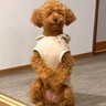 『あそぶ？』と犬に話しかけてみたら…人間のような『お返事の仕方』が可愛すぎると25万再生「完全にしゃべってる」「素晴らしい」と称賛の声