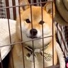 『父ちゃん仕事行ってくる』と犬に伝えた結果→想定外の『賢すぎる行動』が165万再生「本当は人間では？」「当たり前に会話してる」と驚きの声