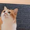 お風呂のドアの前にカメラを設置して入ったら、猫が…とんでもなく『尊い瞬間』に「いじらしさにちょっと泣きそう」「反則級に可愛い」と14万表示