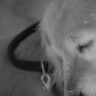 ペットとの『10の約束』（犬の十戒）