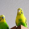 西日本総合展示場で鳥好きのためのフェスタ「鳥フェス北九州」開催　鳥の雑貨や飼育用品を販売【北九州市小倉北区】