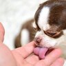 犬が『人の手を舐める』理由とは？執拗に舐めてくる5つの心理や注意点まで解説