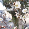 春の訪れ、まもなく