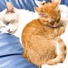温厚なおじいさん猫に怒られた子猫