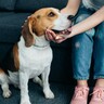 犬が『構ってほしい』と言っているときのサイン5選　愛犬がしがちな行動や意外なアピールまで