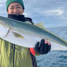 冬の『泳がせ釣り』でブリが爆釣！【三重・伊勢湾】活きアジに連続ヒット