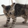 普段はおとなしい子猫が、突然『オラオラ系』に…まさかの『ハイテンション姿』が可愛すぎると反響続々「ギャップ萌えがすごい」「かわいさ爆発」