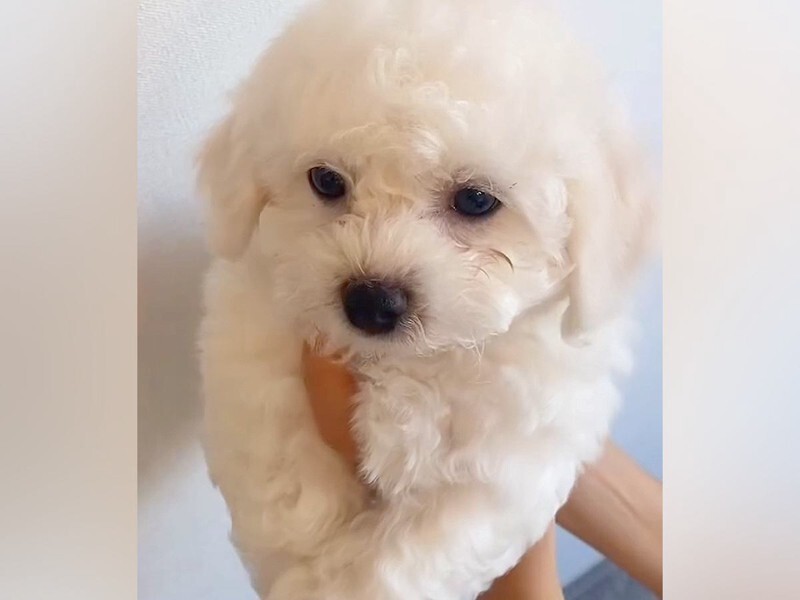 ふわふわの子グマのような赤ちゃん犬』を飼った結果→尊い成長と