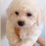 『ふわふわの子グマのような赤ちゃん犬』を飼った結果→尊い成長と『3年後の姿』が125万再生「まん丸で可愛すぎる」「飛行犬も素敵」と絶賛