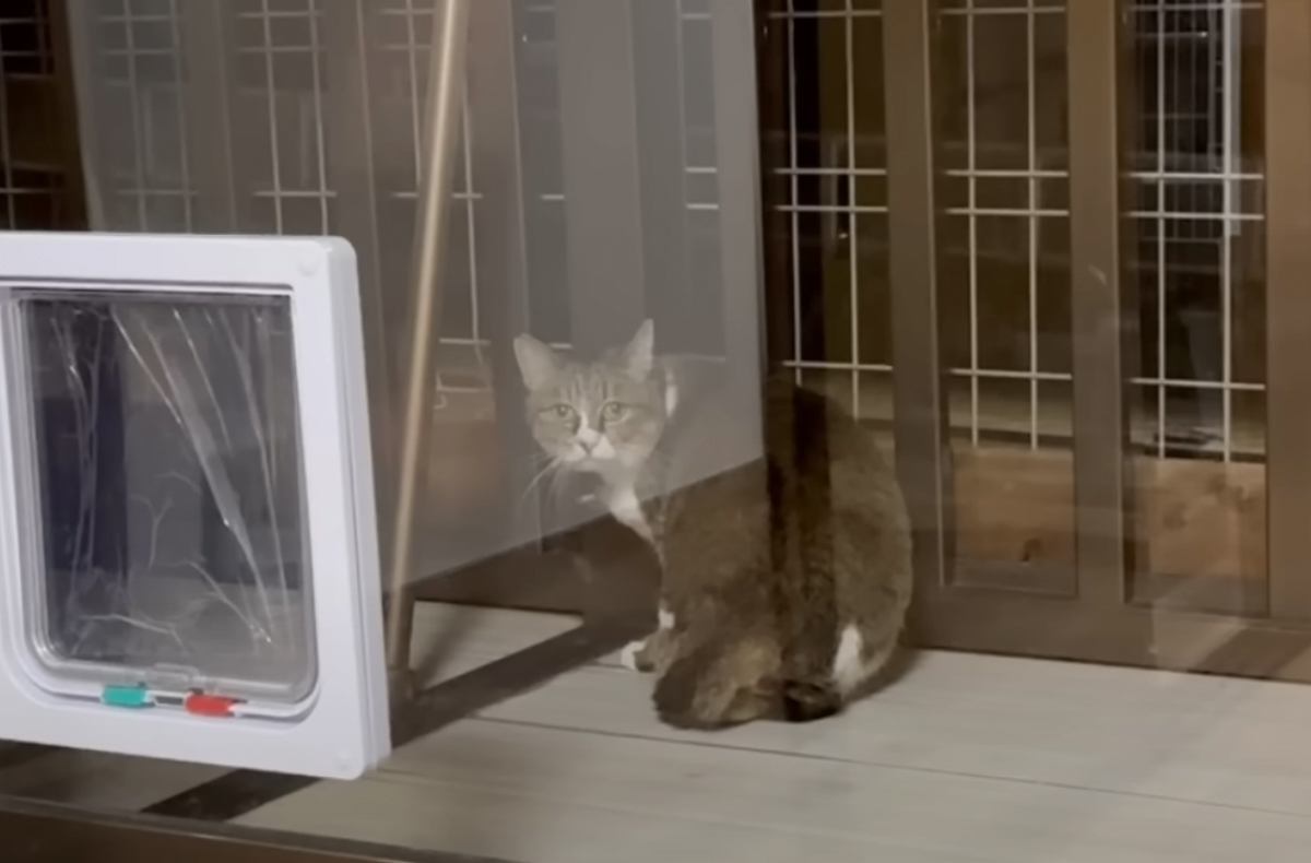 愛猫が消えた…』行方不明になった猫を探して数日後→『予想外の