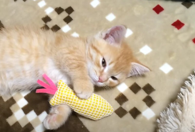 0歳の赤ちゃん猫を迎えてから『10年』が経ったら…成長の軌跡に