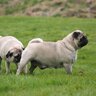 犬同士が匂いを嗅ぐ心理3選　実はニオイは大切な『情報元』になっている！