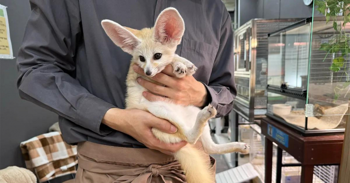 珍しい小動物とふれあい♡姫路駅近『small animal cafe ふわり』 姫路