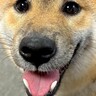 『両津勘吉』と呼ばれる子犬…？思わず笑ってしまう『可愛すぎるお顔』に1万いいね「ウフッて声出たｗ」「うちも両さんだった」共感の声も
