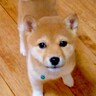 『小さな豆柴を飼った』と思ったら…『まさかの成長』が想像以上にもっちりしていると238万再生「かわいいのに変わりない」「餅柴」と絶賛の声