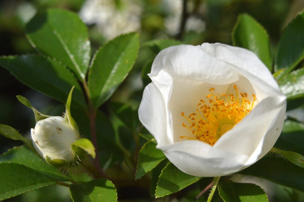 北国の野バラともいわれる「ハマナス（浜茄子・浜梨）」 - Yahoo! JAPAN