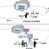 NTTイードローンら、平時と災害時をまたぐドローン活用に向けた飛行実証へ