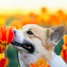 春に気をつけたい犬へのNG行為5選　起こりやすいトラブルや危険を回避する方法まで