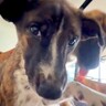 元保護犬たちのイタズラを叱った結果…飼い主が受けた『激しすぎる逆襲』が30万再生「しらばっくれてるｗ」「大変そうだけど癒やされた」と絶賛