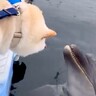船の上で『犬とイルカが触れ合った』結果→怖がるかと思ったら…想定外だった『まさかの光景』に反響「もはや人間に見える」「種を超えた愛」